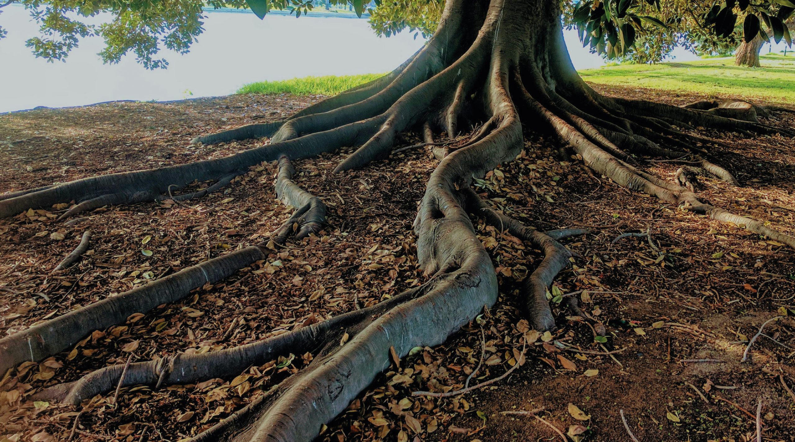 Radici - Fondazione Roma