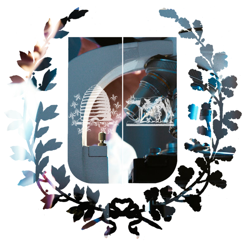 Mask CEMAD - Fondazione Roma